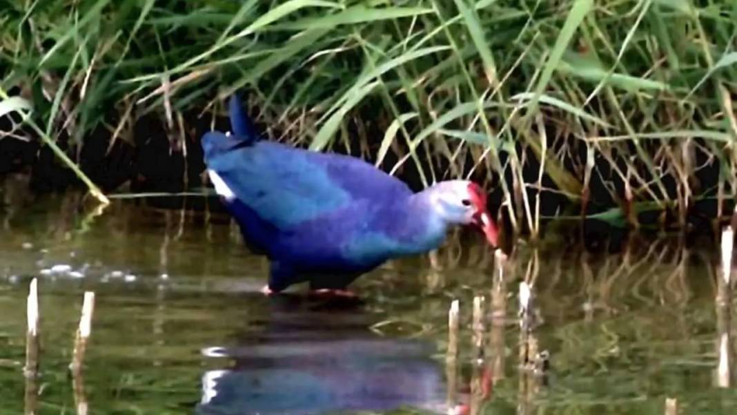 Göksu Deltası Renk Cümbüşüne Sahne Oluyor: 334 Kuş Türü Bir Arada! 3